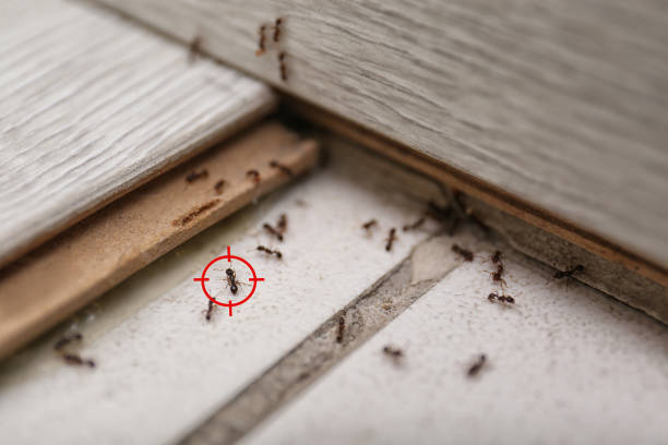 Best Rat Extermination Near Me  in Crandall, TX