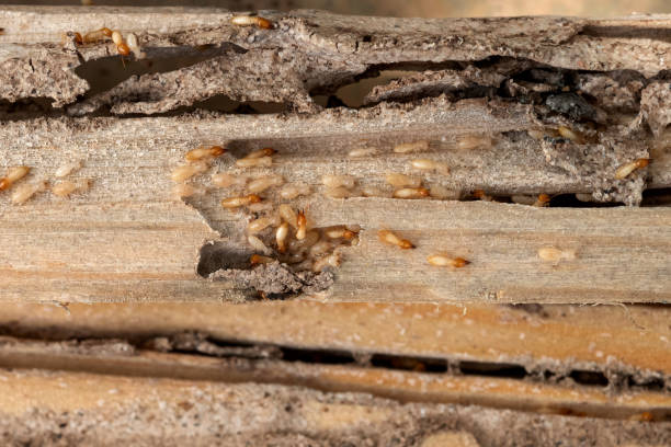 Pest Control for Restaurants in Crandall, TX